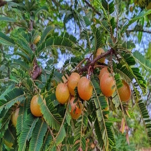 Thai_Red_Amla_Gooseberries_Amloki_Grafted_Fruit_Plant_(1.5-3_Feet_Height)