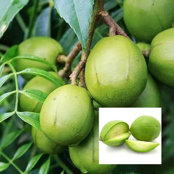 Hog_Plum_Bilati_Amra_Spondias_Mombin_All_Time_Grafted_Fruit_Plant_(1.5-3_Feet_Height)