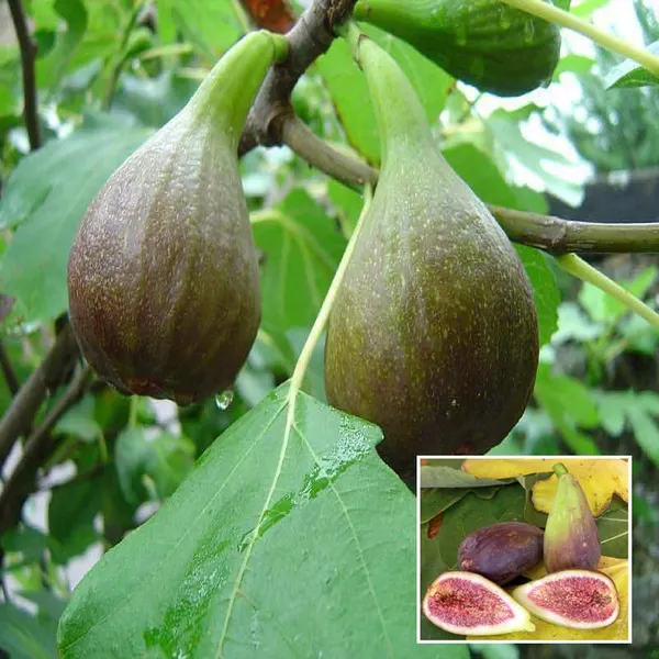 Big_Leaf_Fig_Anjeer_Layering/Grafted_Fruit_Plant_(1-2_Feet_Height)