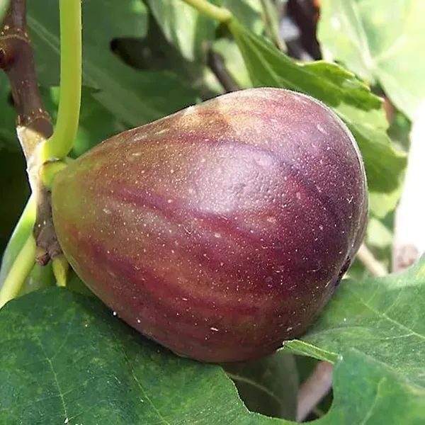 Big_Leaf_Fig_Anjeer_Layering/Grafted_Fruit_Plant_(1-2_Feet_Height)