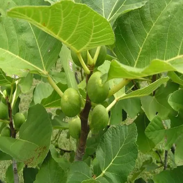 Big_Leaf_Fig_Anjeer_Layering/Grafted_Fruit_Plant_(1-2_Feet_Height)
