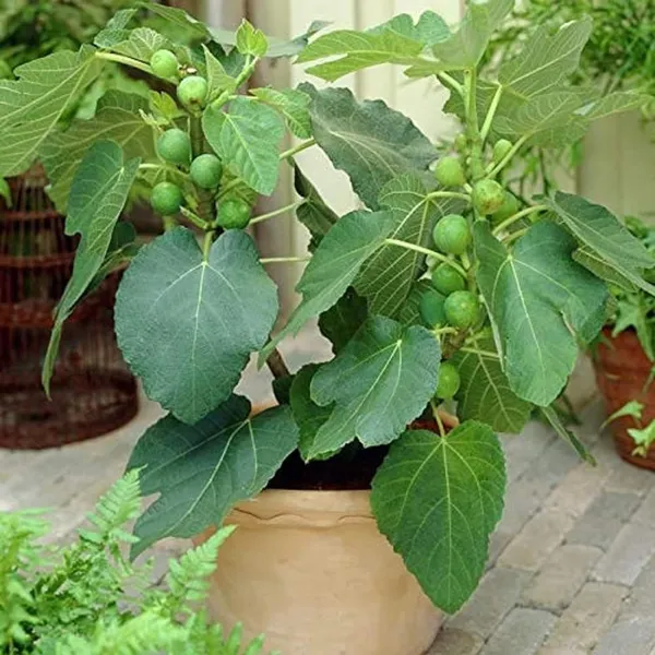 Big_Leaf_Fig_Anjeer_Layering/Grafted_Fruit_Plant_(1-2_Feet_Height)