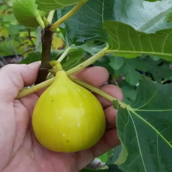 Yellow_Fig_Anjeer_Layering/Grafted_Fruit_Plant_(1-2_Feet_Height)