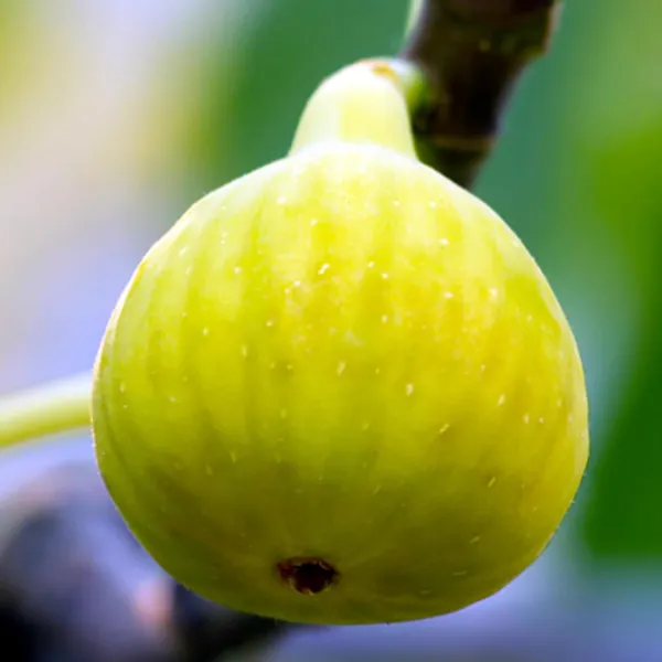 Yellow_Fig_Anjeer_Layering/Grafted_Fruit_Plant_(1-2_Feet_Height)