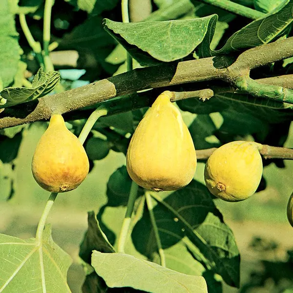 Yellow_Fig_Anjeer_Layering/Grafted_Fruit_Plant_(1-2_Feet_Height)