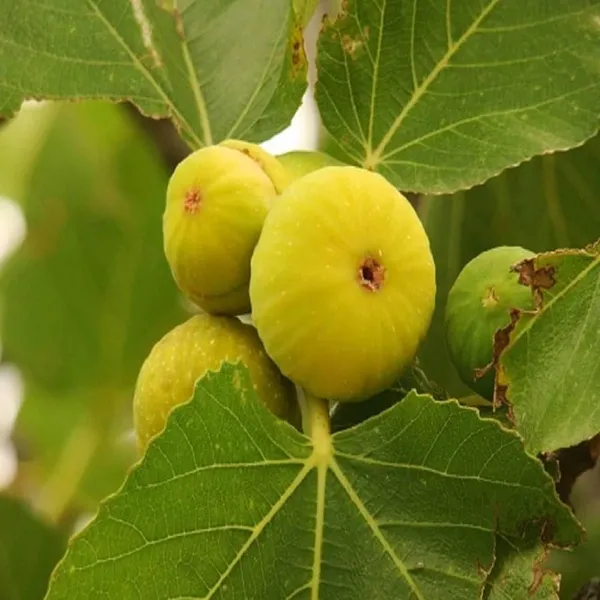 Yellow_Fig_Anjeer_Layering/Grafted_Fruit_Plant_(1-2_Feet_Height)