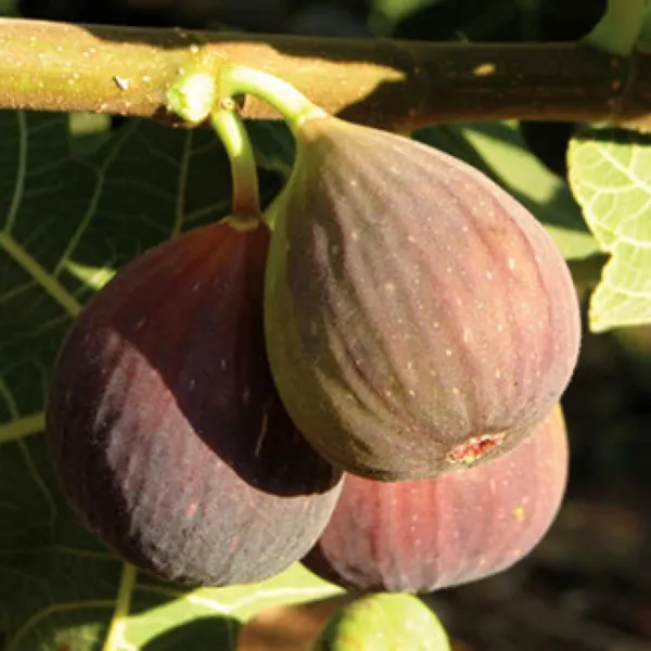Brown_Turkey_Fig_Anjeer_Layering/Grafted_Fruit_Plant_(1-2_Feet_Height)