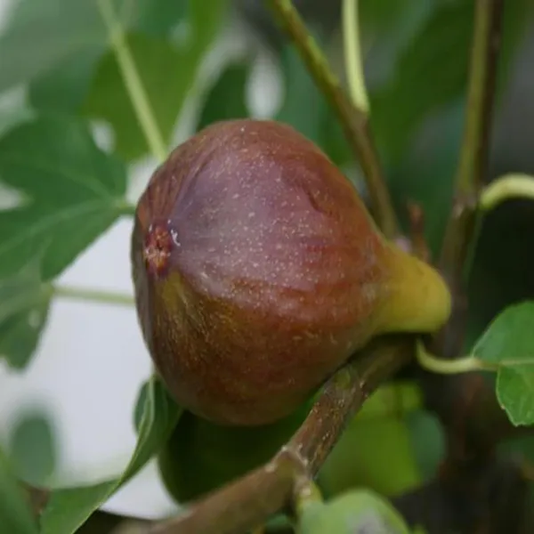 Brown_Turkey_Fig_Anjeer_Layering/Grafted_Fruit_Plant_(1-2_Feet_Height)