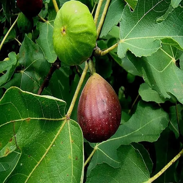 Brown_Turkey_Fig_Anjeer_Layering/Grafted_Fruit_Plant_(1-2_Feet_Height)