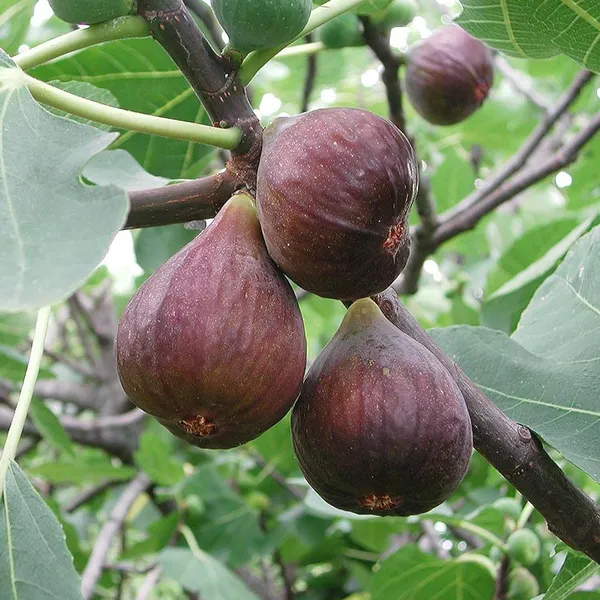 Brown_Turkey_Fig_Anjeer_Layering/Grafted_Fruit_Plant_(1-2_Feet_Height)