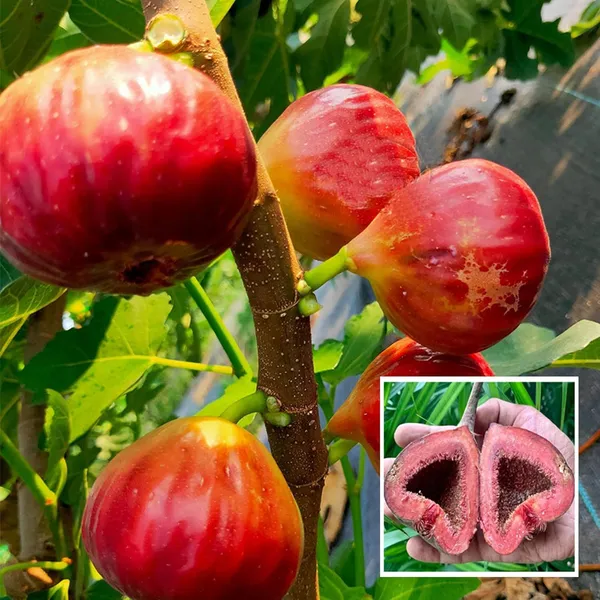Red_Israel_Khurtmani_Fig_Anjeer_Layering/Grafted_Fruit_Plant_(1-2_Feet_Height)