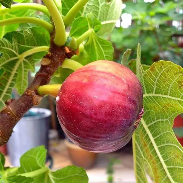 Red_Israel_Khurtmani_Fig_Anjeer_Layering/Grafted_Fruit_Plant_(1-2_Feet_Height)