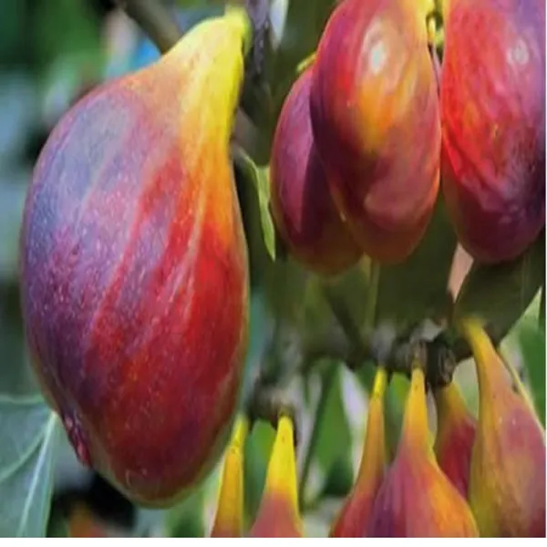 Red_Israel_Khurtmani_Fig_Anjeer_Layering/Grafted_Fruit_Plant_(1-2_Feet_Height)