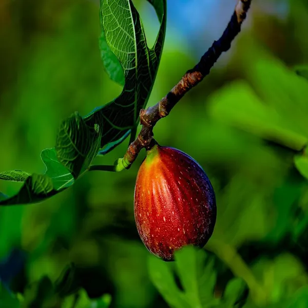 Red_Israel_Khurtmani_Fig_Anjeer_Layering/Grafted_Fruit_Plant_(1-2_Feet_Height)