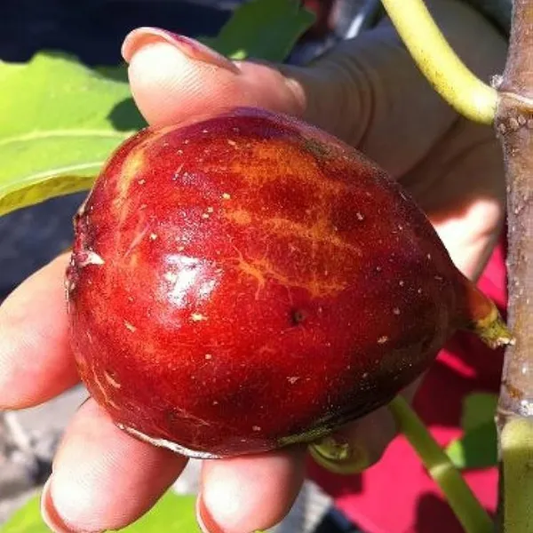 Red_Israel_Khurtmani_Fig_Anjeer_Layering/Grafted_Fruit_Plant_(1-2_Feet_Height)