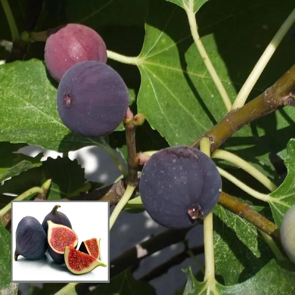 Black_Mission_Fig_Anjeer_Layering/Grafted_Fruit_Plant_(1-2_Feet_Height)