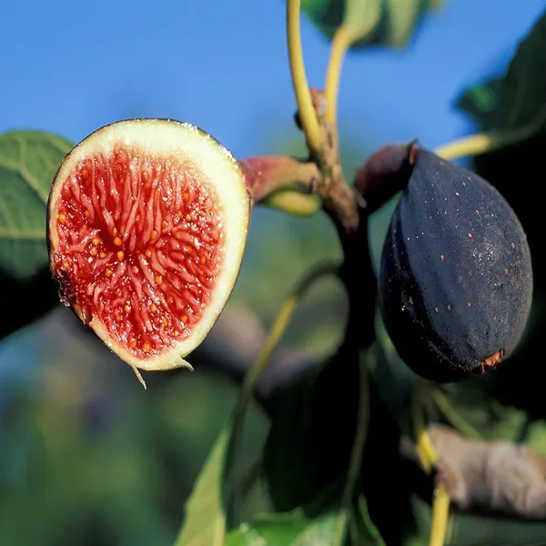 Black_Mission_Fig_Anjeer_Layering/Grafted_Fruit_Plant_(1-2_Feet_Height)
