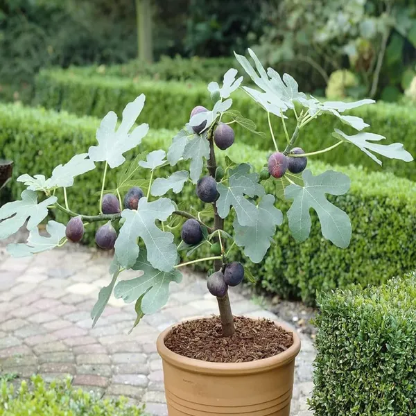 Black_Mission_Fig_Anjeer_Layering/Grafted_Fruit_Plant_(1-2_Feet_Height)