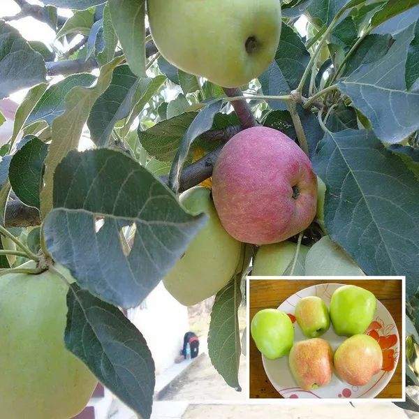 Hariman_99_Low_Chill_Tropical_Apple_Seb_Grafted_Fruit_Plant_(1.5-3_Feet_Height)