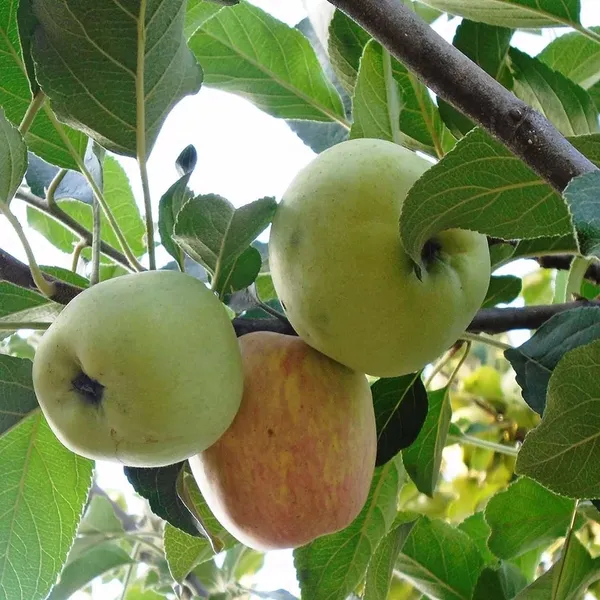Hariman_99_Low_Chill_Tropical_Apple_Seb_Grafted_Fruit_Plant_(1.5-3_Feet_Height)