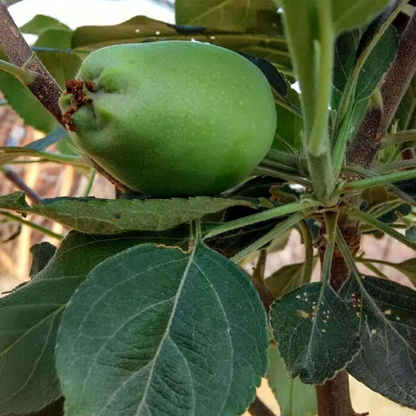 Hariman_99_Low_Chill_Tropical_Apple_Seb_Grafted_Fruit_Plant_(1.5-3_Feet_Height)