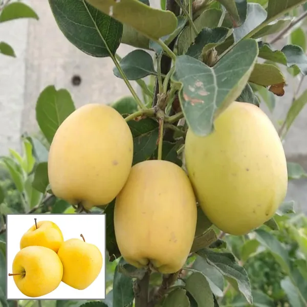 Dorsett_Goldenlow_Chill_Tropical_Apple_Seb_Grafted_Fruit_Plant_(1.5-3_Feet_Height)