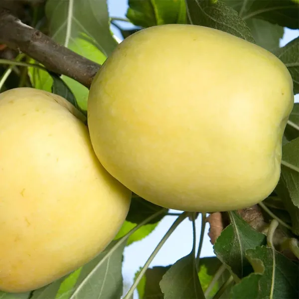 Dorsett_Goldenlow_Chill_Tropical_Apple_Seb_Grafted_Fruit_Plant_(1.5-3_Feet_Height)