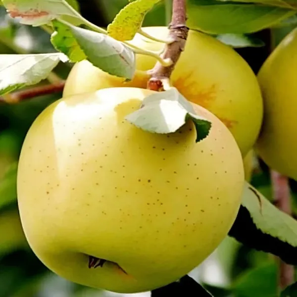 Dorsett_Goldenlow_Chill_Tropical_Apple_Seb_Grafted_Fruit_Plant_(1.5-3_Feet_Height)