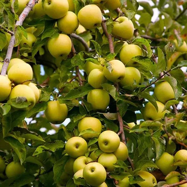 Dorsett_Goldenlow_Chill_Tropical_Apple_Seb_Grafted_Fruit_Plant_(1.5-3_Feet_Height)