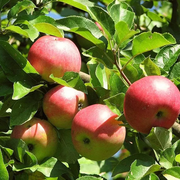 Early_Fuji_Low_Chill_Tropical_Apple_Seb_Grafted_Fruit_Plant_(1.5-3_Feet_Height)