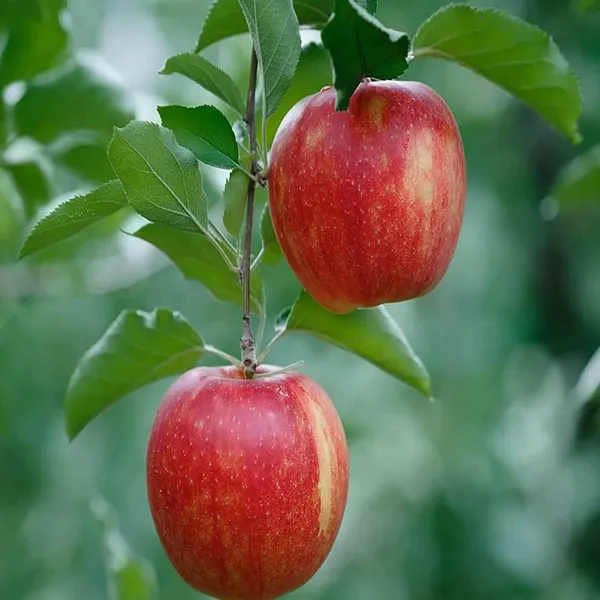 Early_Fuji_Low_Chill_Tropical_Apple_Seb_Grafted_Fruit_Plant_(1.5-3_Feet_Height)