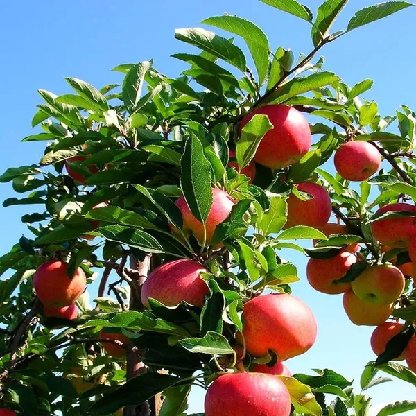 Early_Fuji_Low_Chill_Tropical_Apple_Seb_Grafted_Fruit_Plant_(1.5-3_Feet_Height)