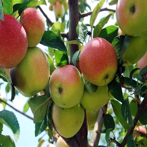 Tropic_Sweet_Low_Chill_Tropical_Apple_Seb_Grafted_Fruit_Plant_(1.5-3_Feet_Height)