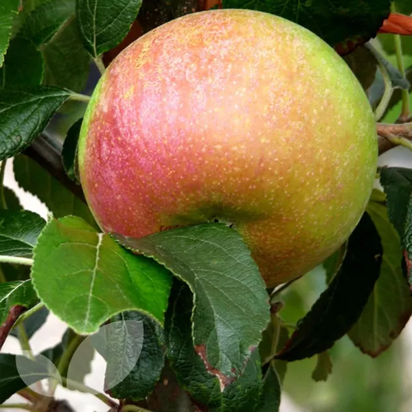 Tropic_Sweet_Low_Chill_Tropical_Apple_Seb_Grafted_Fruit_Plant_(1.5-3_Feet_Height)