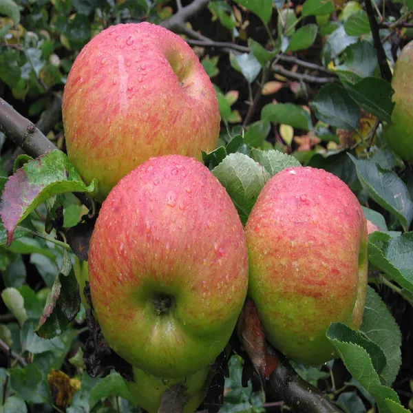 Tropic_Sweet_Low_Chill_Tropical_Apple_Seb_Grafted_Fruit_Plant_(1.5-3_Feet_Height)