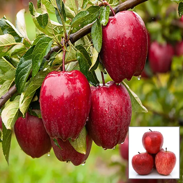 Michael_Low_Chill_Tropical_Apple_Seb_Grafted_Fruit_Plant_(1.5-3_Feet_Height)