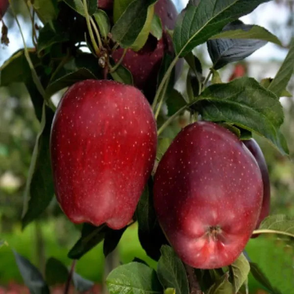 Michael_Low_Chill_Tropical_Apple_Seb_Grafted_Fruit_Plant_(1.5-3_Feet_Height)