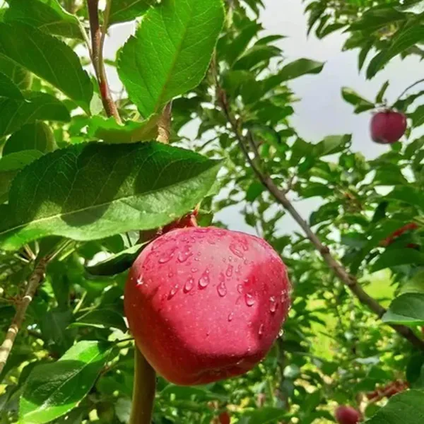 Michael_Low_Chill_Tropical_Apple_Seb_Grafted_Fruit_Plant_(1.5-3_Feet_Height)