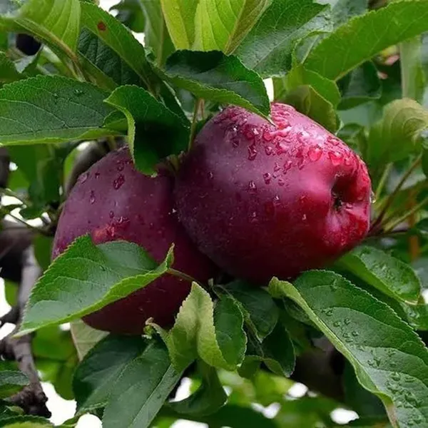 Michael_Low_Chill_Tropical_Apple_Seb_Grafted_Fruit_Plant_(1.5-3_Feet_Height)