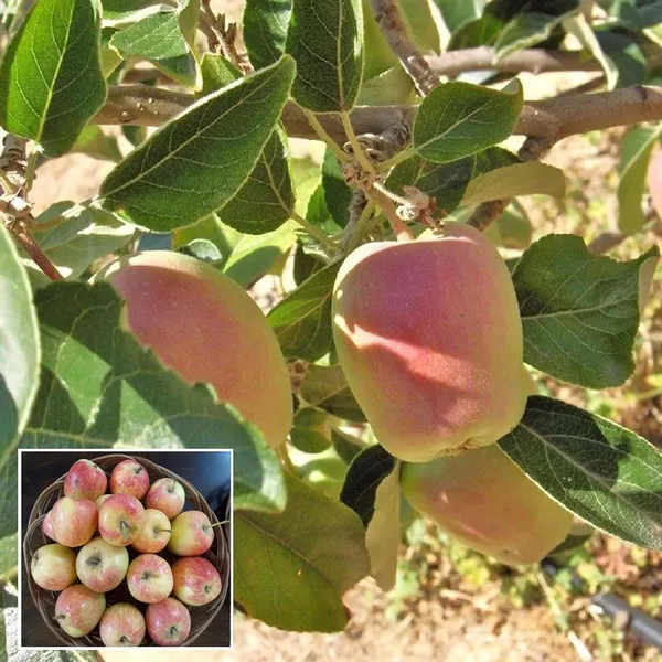 Red_Anna_Variety_Low_Chill_Tropical_Apple_Seb_Grafted_Fruit_Plant_(1.5-3_Feet_Height)