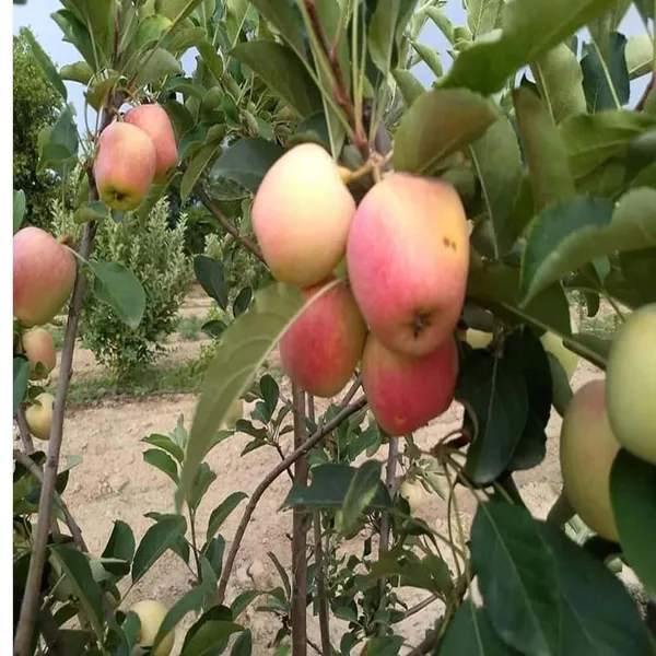 Red_Anna_Variety_Low_Chill_Tropical_Apple_Seb_Grafted_Fruit_Plant_(1.5-3_Feet_Height)
