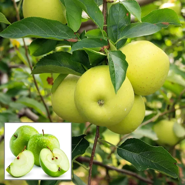 Granny_Smith_Apple_Seb_Grafted_Fruit_Plant_(1.5-3_Feet_Height)