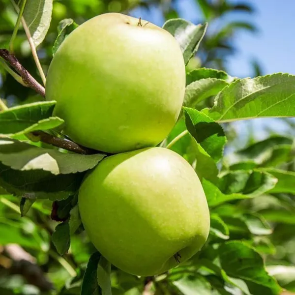 Granny_Smith_Apple_Seb_Grafted_Fruit_Plant_(1.5-3_Feet_Height)