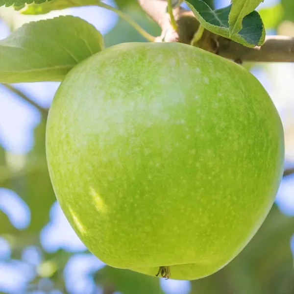 Granny_Smith_Apple_Seb_Grafted_Fruit_Plant_(1.5-3_Feet_Height)