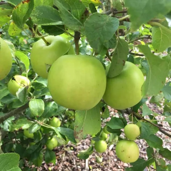 Granny_Smith_Apple_Seb_Grafted_Fruit_Plant_(1.5-3_Feet_Height)