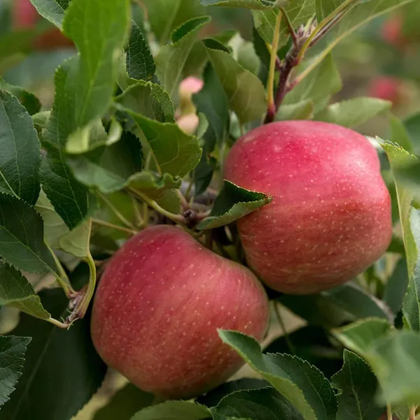 Red_Gala_Apple_Seb_Grafted_Fruit_Plant_(1.5-3_Feet_Height)