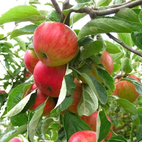 Red_Gala_Apple_Seb_Grafted_Fruit_Plant_(1.5-3_Feet_Height)