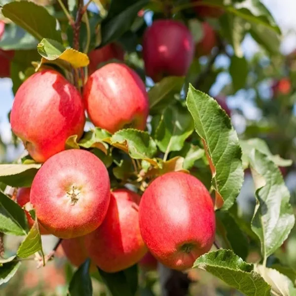Red_Gala_Apple_Seb_Grafted_Fruit_Plant_(1.5-3_Feet_Height)