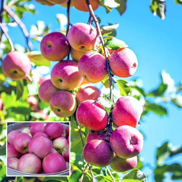 Pink_Lady_Apple_Seb_Grafted_Fruit_Plant_(1.5-3_Feet_Height)