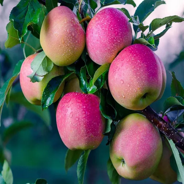 Pink_Lady_Apple_Seb_Grafted_Fruit_Plant_(1.5-3_Feet_Height)